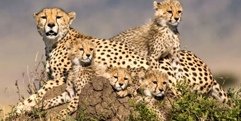 حمایت ای جی وی از یوزپلنگ ایرانی