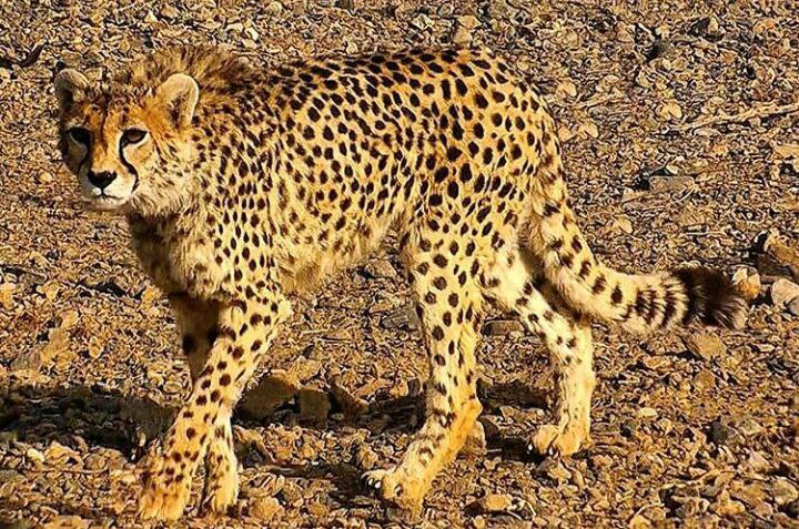 سقف کاذب تایل پانچدار گرد منظم ای جی وی